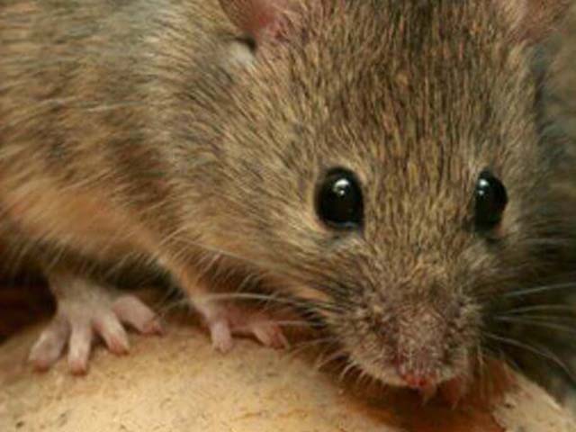 Мифы о мышах и СИП-панелях